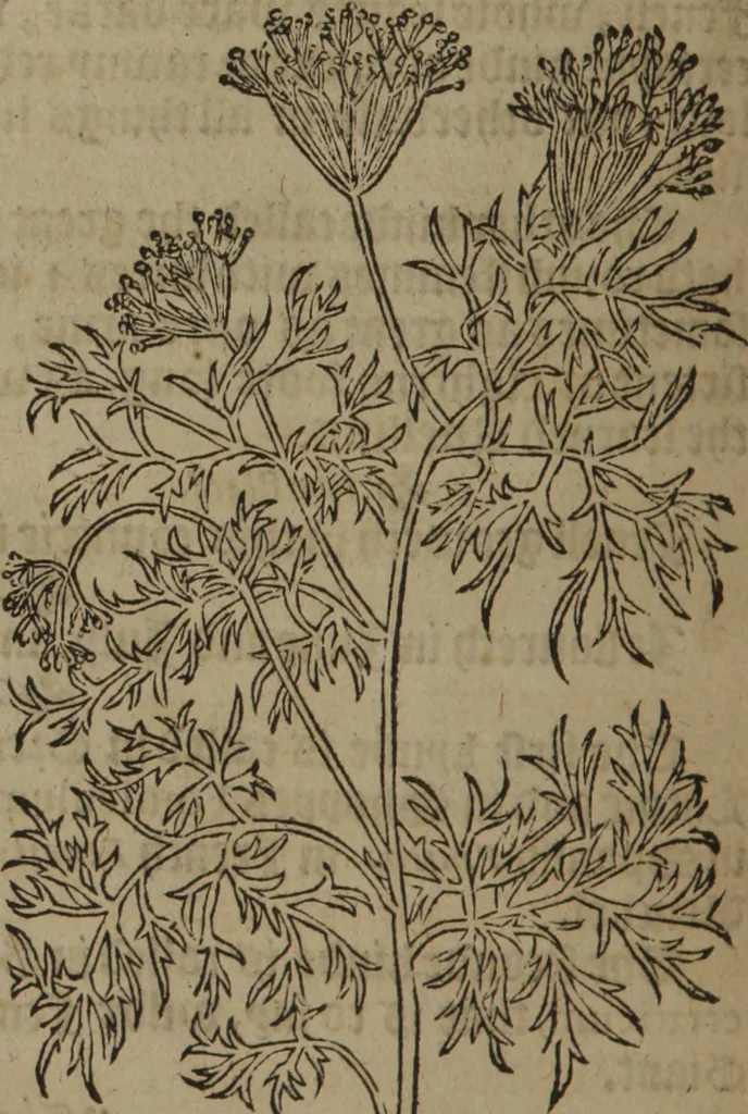 An illustration from A nievve herball, or Historie of plantes : wherein is contayned the whole discourse and perfect description of all sortes of herbes and plantes : their divers & sundry kindes ... and that not onely of those whiche are here growyng in this our countrie of Englande, but of all others also of forrayne realmes commonly used in physicke ; first set foorth in the Doutche or Almaigne tongue, 1578, leaf 297