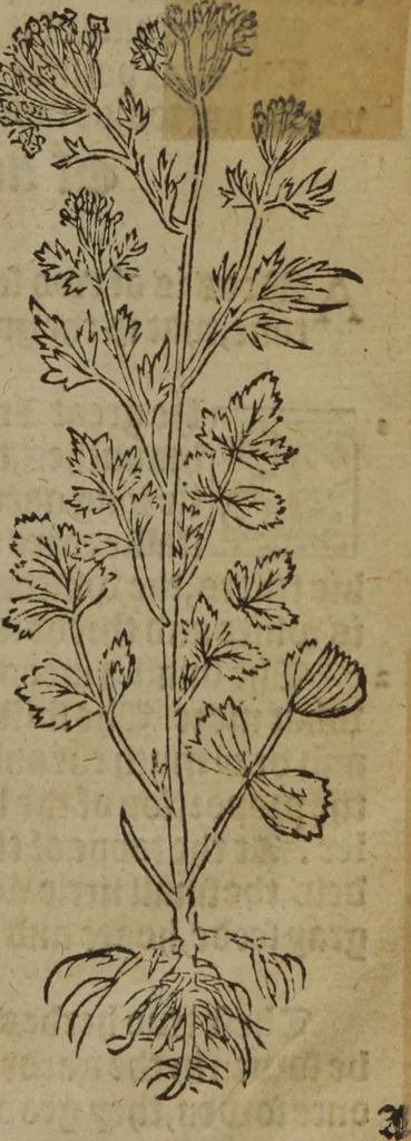 An illustration from A nievve herball, or Historie of plantes : wherein is contayned the whole discourse and perfect description of all sortes of herbes and plantes : their divers & sundry kindes ... and that not onely of those whiche are here growyng in this our countrie of Englande, but of all others also of forrayne realmes commonly used in physicke ; first set foorth in the Doutche or Almaigne tongue, 1578, leaf 298