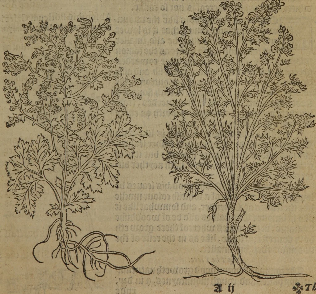 An illustration from A nievve herball, or Historie of plantes : wherein is contayned the whole discourse and perfect description of all sortes of herbes and plantes : their divers & sundry kindes ... and that not onely of those whiche are here growyng in this our countrie of Englande, but of all others also of forrayne realmes commonly used in physicke ; first set foorth in the Doutche or Almaigne tongue, 1578, leaf 30