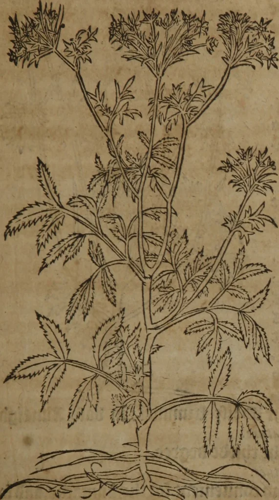 An illustration from A nievve herball, or Historie of plantes : wherein is contayned the whole discourse and perfect description of all sortes of herbes and plantes : their divers & sundry kindes ... and that not onely of those whiche are here growyng in this our countrie of Englande, but of all others also of forrayne realmes commonly used in physicke ; first set foorth in the Doutche or Almaigne tongue, 1578, leaf 300