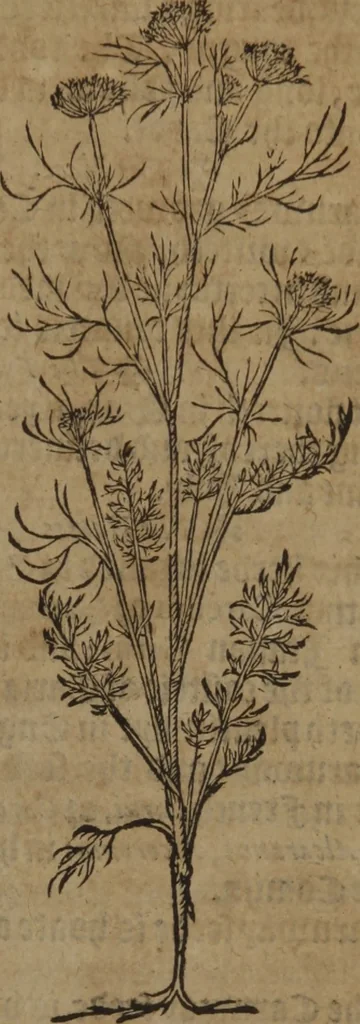 An illustration from A nievve herball, or Historie of plantes : wherein is contayned the whole discourse and perfect description of all sortes of herbes and plantes : their divers & sundry kindes ... and that not onely of those whiche are here growyng in this our countrie of Englande, but of all others also of forrayne realmes commonly used in physicke ; first set foorth in the Doutche or Almaigne tongue, 1578, leaf 300