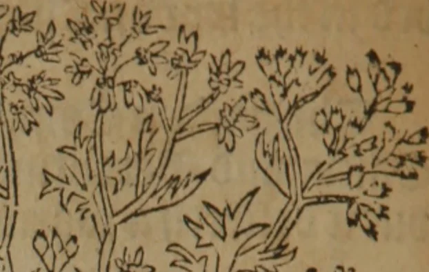 An illustration from A nievve herball, or Historie of plantes : wherein is contayned the whole discourse and perfect description of all sortes of herbes and plantes : their divers & sundry kindes ... and that not onely of those whiche are here growyng in this our countrie of Englande, but of all others also of forrayne realmes commonly used in physicke ; first set foorth in the Doutche or Almaigne tongue, 1578, leaf 303