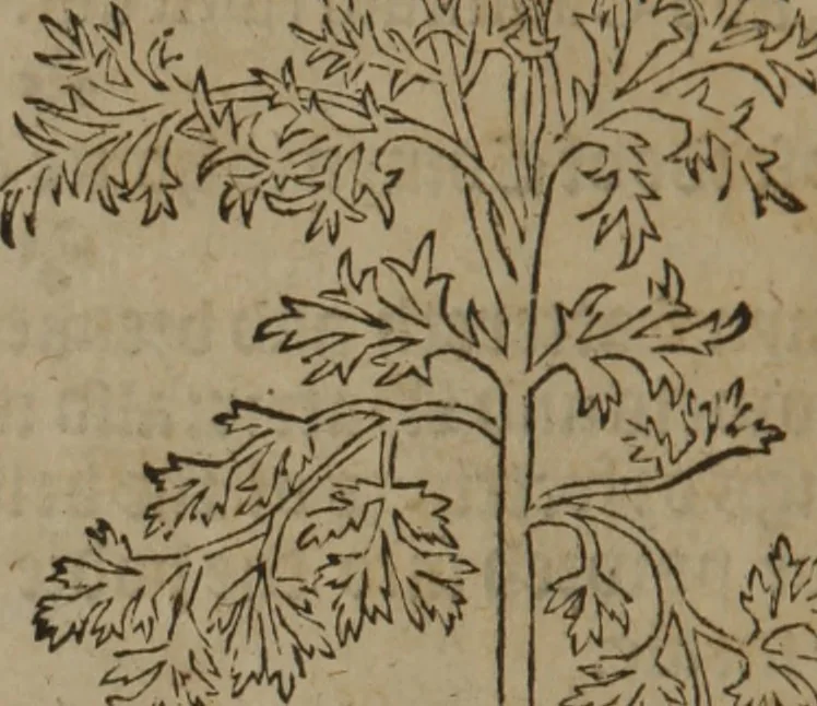 An illustration from A nievve herball, or Historie of plantes : wherein is contayned the whole discourse and perfect description of all sortes of herbes and plantes : their divers & sundry kindes ... and that not onely of those whiche are here growyng in this our countrie of Englande, but of all others also of forrayne realmes commonly used in physicke ; first set foorth in the Doutche or Almaigne tongue, 1578, leaf 303