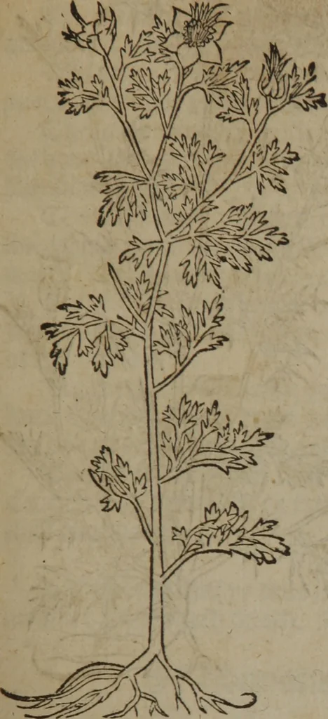 An illustration from A nievve herball, or Historie of plantes : wherein is contayned the whole discourse and perfect description of all sortes of herbes and plantes : their divers & sundry kindes ... and that not onely of those whiche are here growyng in this our countrie of Englande, but of all others also of forrayne realmes commonly used in physicke ; first set foorth in the Doutche or Almaigne tongue, 1578, leaf 304