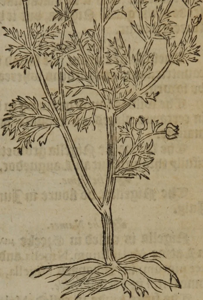 An illustration from A nievve herball, or Historie of plantes : wherein is contayned the whole discourse and perfect description of all sortes of herbes and plantes : their divers & sundry kindes ... and that not onely of those whiche are here growyng in this our countrie of Englande, but of all others also of forrayne realmes commonly used in physicke ; first set foorth in the Doutche or Almaigne tongue, 1578, leaf 304