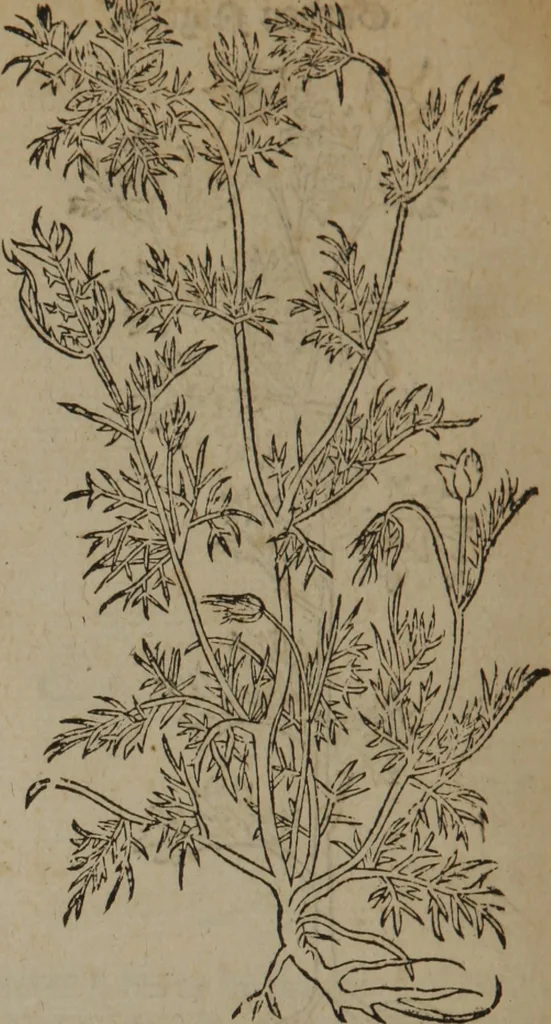 An illustration from A nievve herball, or Historie of plantes : wherein is contayned the whole discourse and perfect description of all sortes of herbes and plantes : their divers & sundry kindes ... and that not onely of those whiche are here growyng in this our countrie of Englande, but of all others also of forrayne realmes commonly used in physicke ; first set foorth in the Doutche or Almaigne tongue, 1578, leaf 305