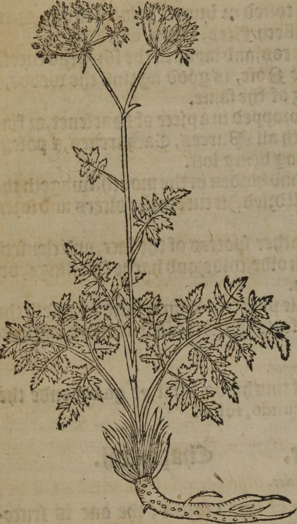 An illustration from A nievve herball, or Historie of plantes : wherein is contayned the whole discourse and perfect description of all sortes of herbes and plantes : their divers & sundry kindes ... and that not onely of those whiche are here growyng in this our countrie of Englande, but of all others also of forrayne realmes commonly used in physicke ; first set foorth in the Doutche or Almaigne tongue, 1578, leaf 307