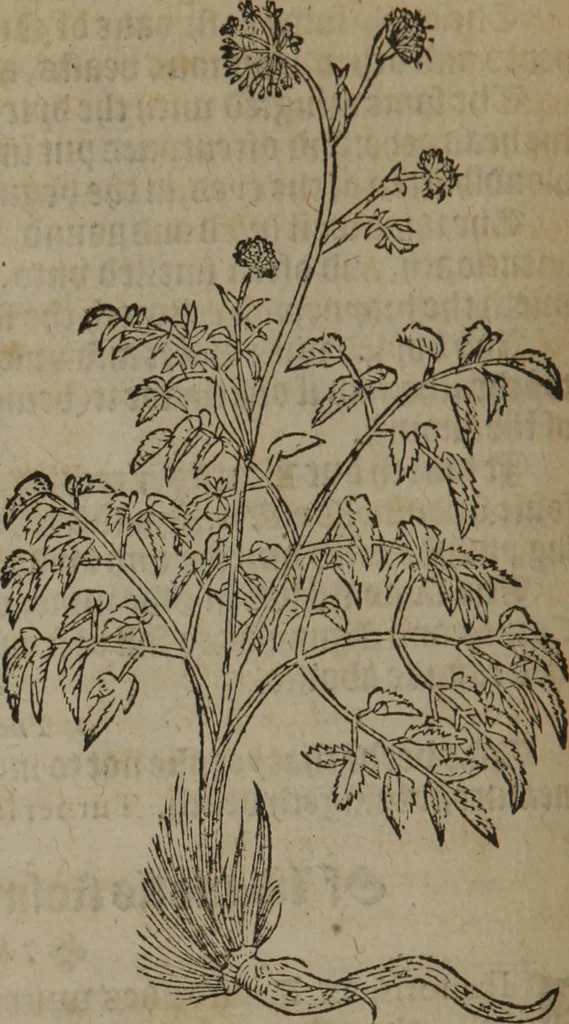 An illustration from A nievve herball, or Historie of plantes : wherein is contayned the whole discourse and perfect description of all sortes of herbes and plantes : their divers & sundry kindes ... and that not onely of those whiche are here growyng in this our countrie of Englande, but of all others also of forrayne realmes commonly used in physicke ; first set foorth in the Doutche or Almaigne tongue, 1578, leaf 307