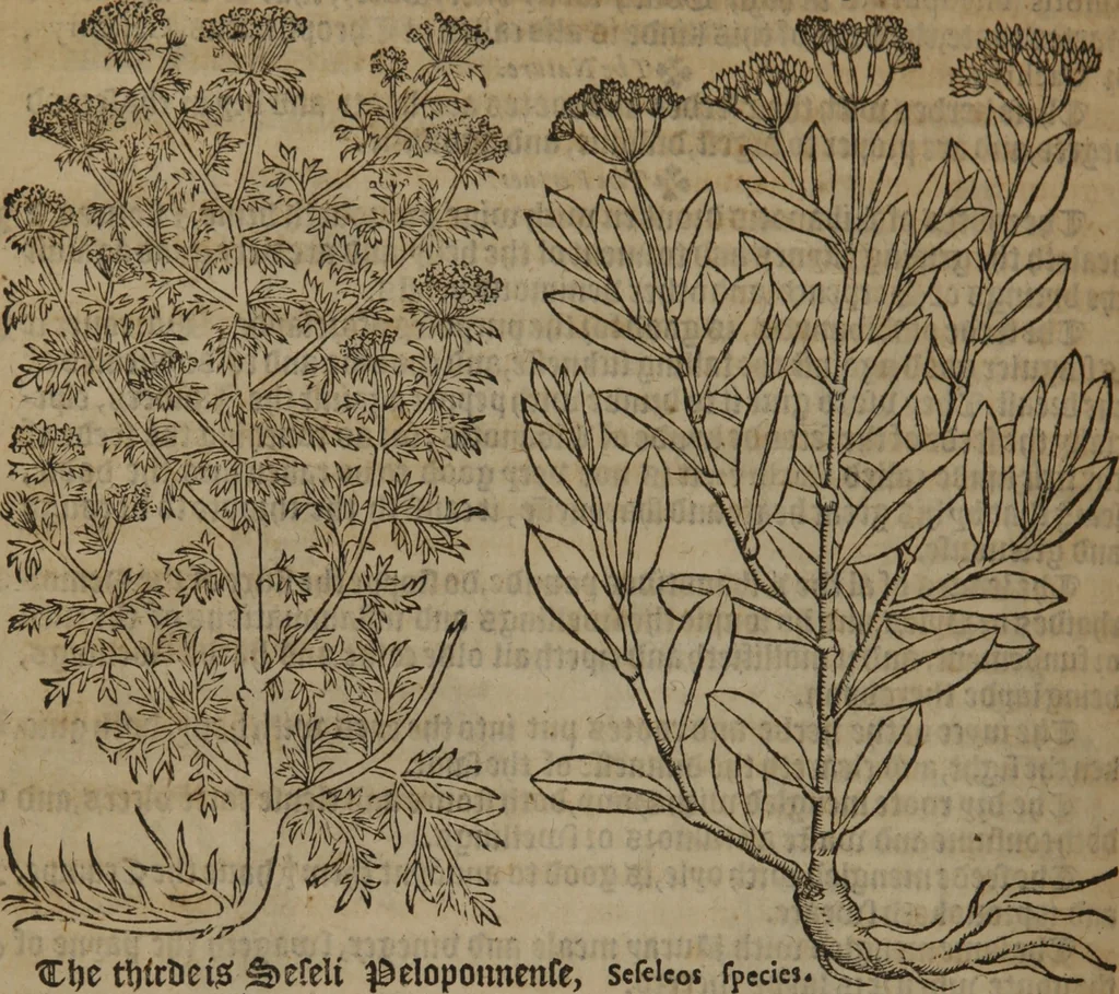 An illustration from A nievve herball, or Historie of plantes : wherein is contayned the whole discourse and perfect description of all sortes of herbes and plantes : their divers & sundry kindes ... and that not onely of those whiche are here growyng in this our countrie of Englande, but of all others also of forrayne realmes commonly used in physicke ; first set foorth in the Doutche or Almaigne tongue, 1578, leaf 309