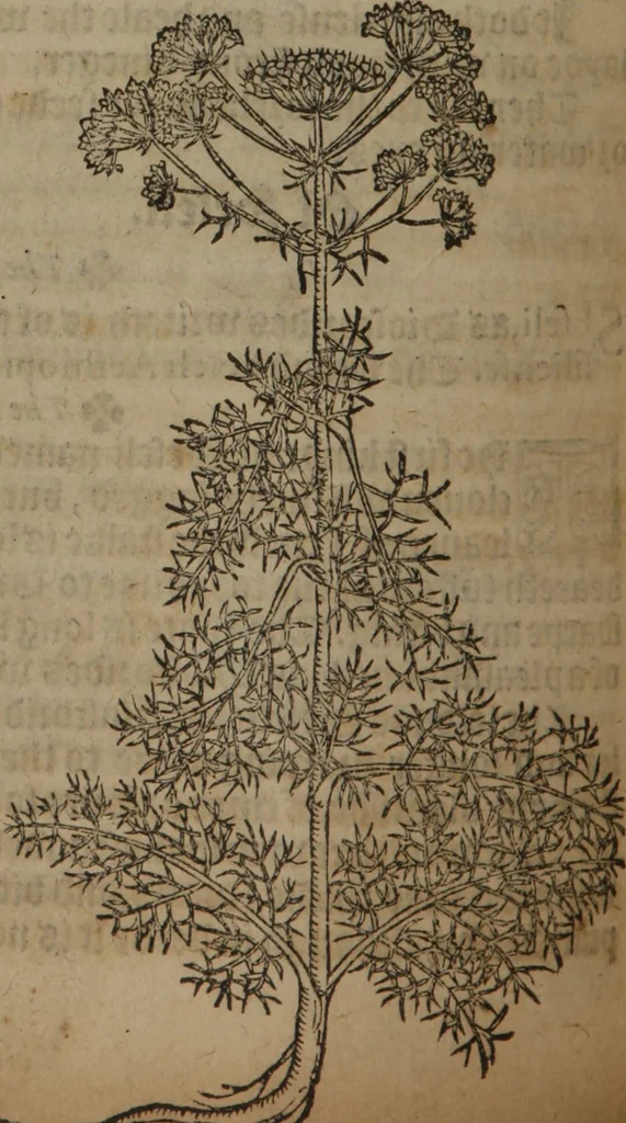 An illustration from A nievve herball, or Historie of plantes : wherein is contayned the whole discourse and perfect description of all sortes of herbes and plantes : their divers & sundry kindes ... and that not onely of those whiche are here growyng in this our countrie of Englande, but of all others also of forrayne realmes commonly used in physicke ; first set foorth in the Doutche or Almaigne tongue, 1578, leaf 309