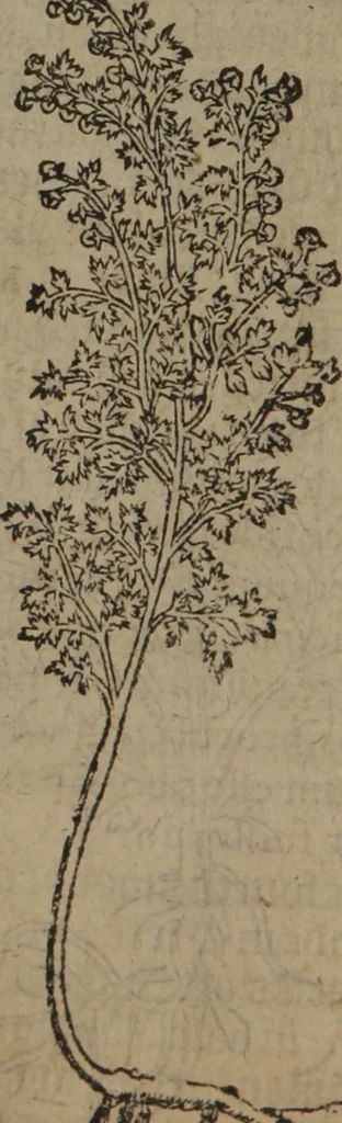 An illustration from A nievve herball, or Historie of plantes : wherein is contayned the whole discourse and perfect description of all sortes of herbes and plantes : their divers & sundry kindes ... and that not onely of those whiche are here growyng in this our countrie of Englande, but of all others also of forrayne realmes commonly used in physicke ; first set foorth in the Doutche or Almaigne tongue, 1578, leaf 31