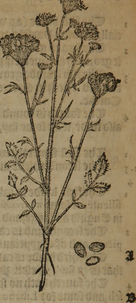An illustration from A nievve herball, or Historie of plantes : wherein is contayned the whole discourse and perfect description of all sortes of herbes and plantes : their divers & sundry kindes ... and that not onely of those whiche are here growyng in this our countrie of Englande, but of all others also of forrayne realmes commonly used in physicke ; first set foorth in the Doutche or Almaigne tongue, 1578, leaf 311