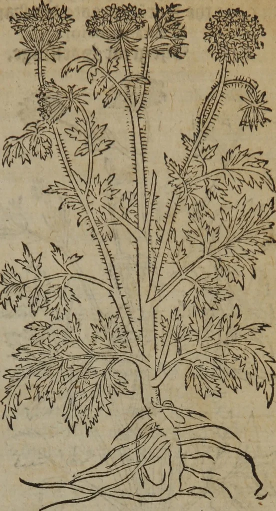 An illustration from A nievve herball, or Historie of plantes : wherein is contayned the whole discourse and perfect description of all sortes of herbes and plantes : their divers & sundry kindes ... and that not onely of those whiche are here growyng in this our countrie of Englande, but of all others also of forrayne realmes commonly used in physicke ; first set foorth in the Doutche or Almaigne tongue, 1578, leaf 312