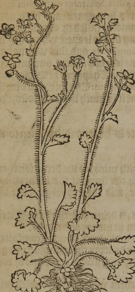 An illustration from A nievve herball, or Historie of plantes : wherein is contayned the whole discourse and perfect description of all sortes of herbes and plantes : their divers & sundry kindes ... and that not onely of those whiche are here growyng in this our countrie of Englande, but of all others also of forrayne realmes commonly used in physicke ; first set foorth in the Doutche or Almaigne tongue, 1578, leaf 315