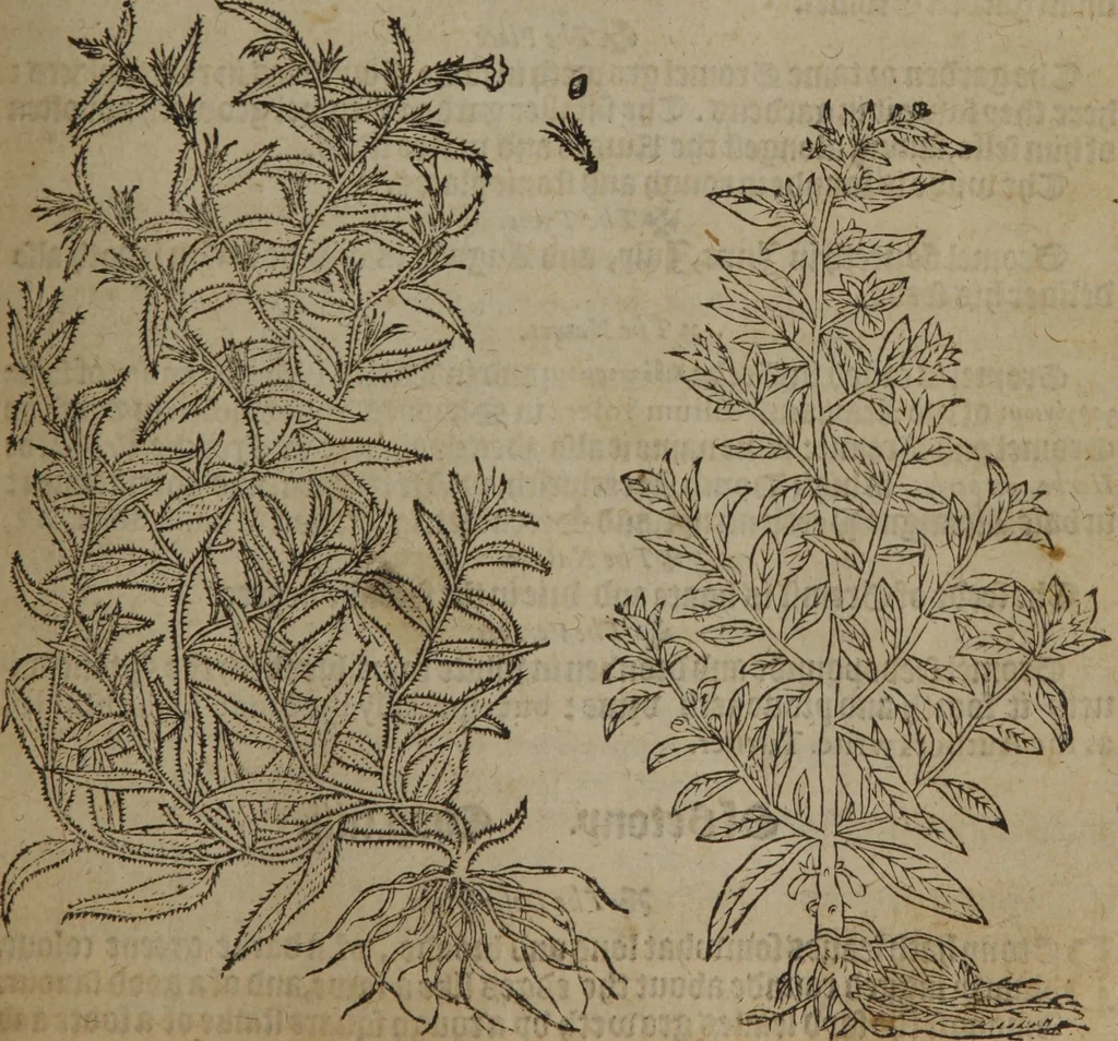 An illustration from A nievve herball, or Historie of plantes : wherein is contayned the whole discourse and perfect description of all sortes of herbes and plantes : their divers & sundry kindes ... and that not onely of those whiche are here growyng in this our countrie of Englande, but of all others also of forrayne realmes commonly used in physicke ; first set foorth in the Doutche or Almaigne tongue, 1578, leaf 316