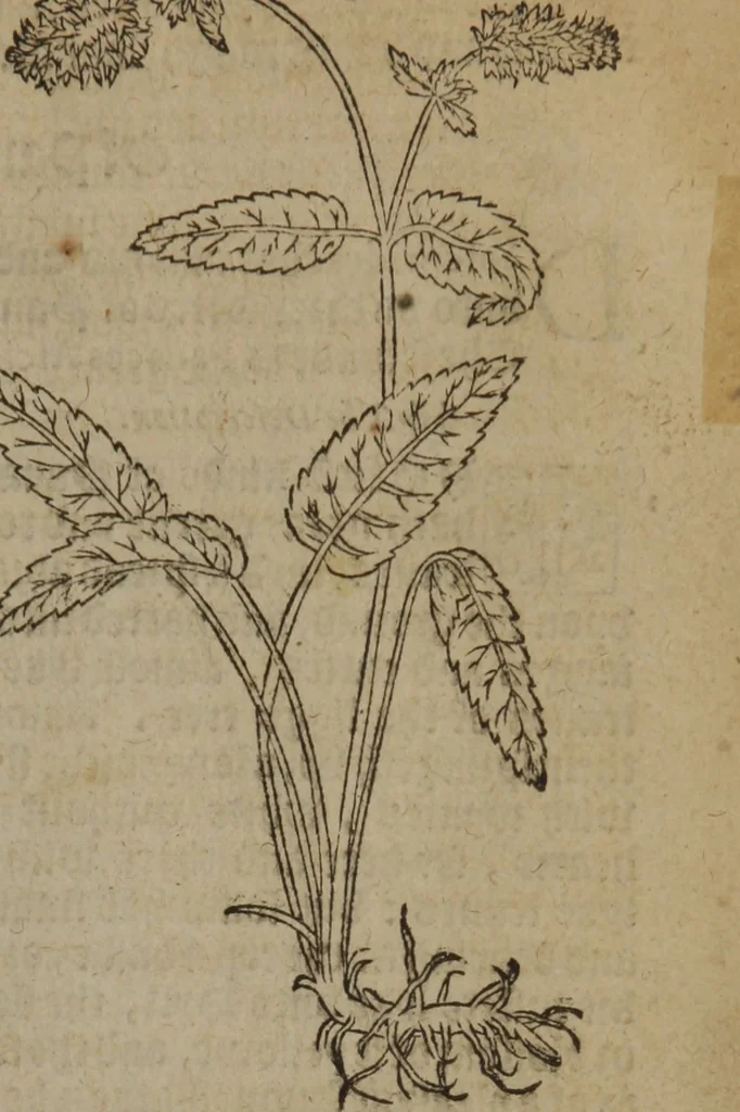 An illustration from A nievve herball, or Historie of plantes : wherein is contayned the whole discourse and perfect description of all sortes of herbes and plantes : their divers & sundry kindes ... and that not onely of those whiche are here growyng in this our countrie of Englande, but of all others also of forrayne realmes commonly used in physicke ; first set foorth in the Doutche or Almaigne tongue, 1578, leaf 318