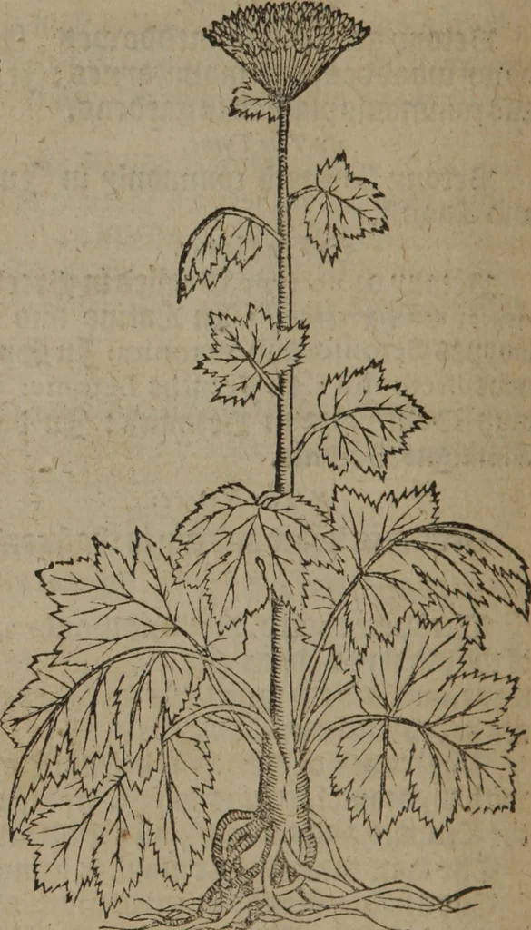 An illustration from A nievve herball, or Historie of plantes : wherein is contayned the whole discourse and perfect description of all sortes of herbes and plantes : their divers & sundry kindes ... and that not onely of those whiche are here growyng in this our countrie of Englande, but of all others also of forrayne realmes commonly used in physicke ; first set foorth in the Doutche or Almaigne tongue, 1578, leaf 319