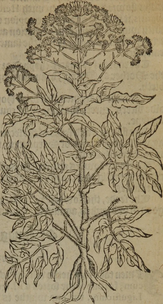 An illustration from A nievve herball, or Historie of plantes : wherein is contayned the whole discourse and perfect description of all sortes of herbes and plantes : their divers & sundry kindes ... and that not onely of those whiche are here growyng in this our countrie of Englande, but of all others also of forrayne realmes commonly used in physicke ; first set foorth in the Doutche or Almaigne tongue, 1578, leaf 320