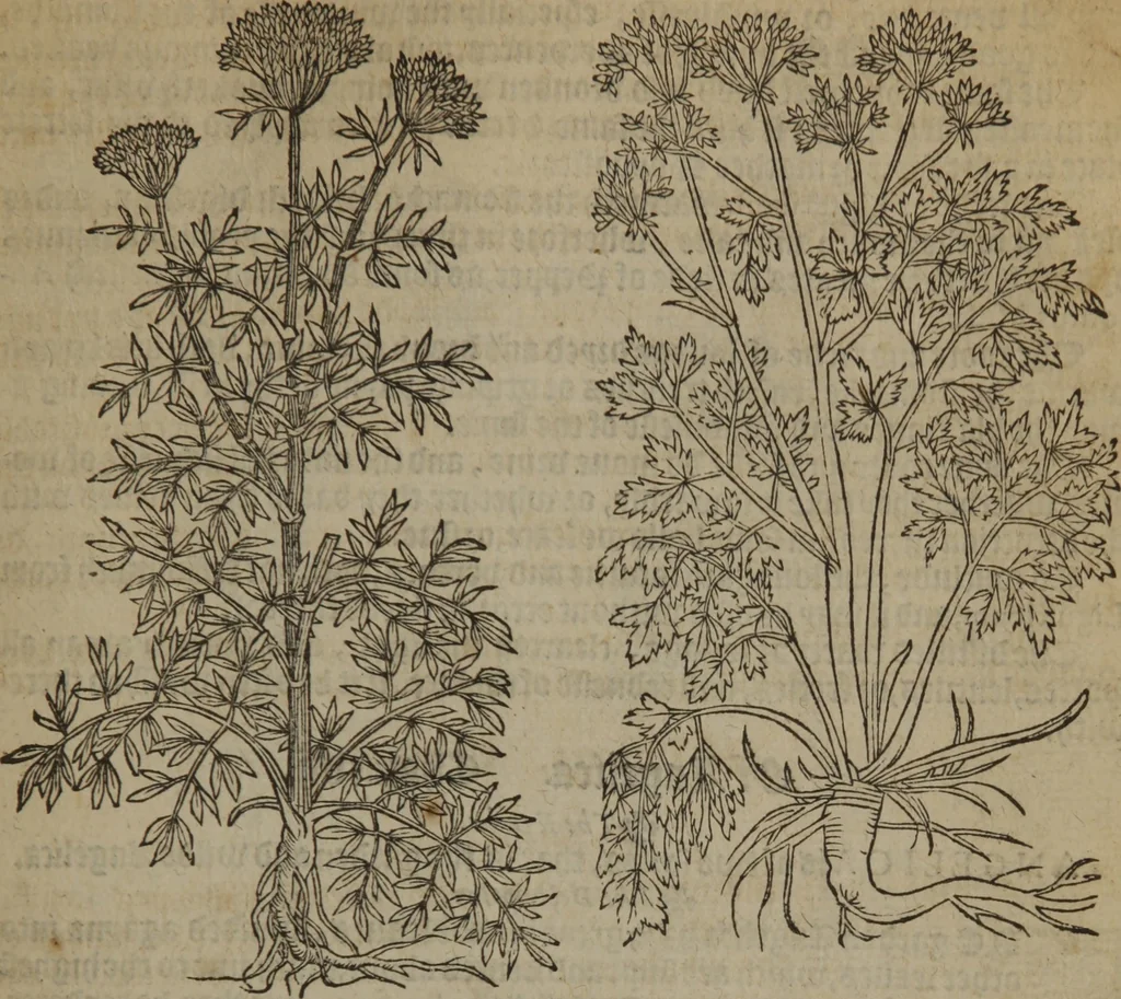 An illustration from A nievve herball, or Historie of plantes : wherein is contayned the whole discourse and perfect description of all sortes of herbes and plantes : their divers & sundry kindes ... and that not onely of those whiche are here growyng in this our countrie of Englande, but of all others also of forrayne realmes commonly used in physicke ; first set foorth in the Doutche or Almaigne tongue, 1578, leaf 322