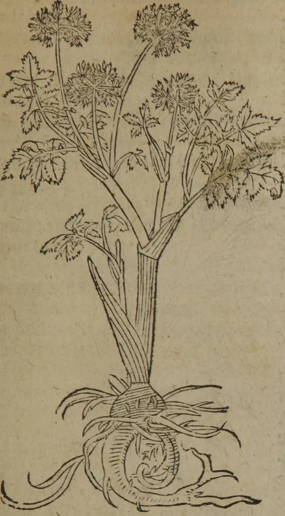 An illustration from A nievve herball, or Historie of plantes : wherein is contayned the whole discourse and perfect description of all sortes of herbes and plantes : their divers & sundry kindes ... and that not onely of those whiche are here growyng in this our countrie of Englande, but of all others also of forrayne realmes commonly used in physicke ; first set foorth in the Doutche or Almaigne tongue, 1578, leaf 324
