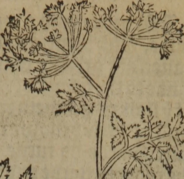 An illustration from A nievve herball, or Historie of plantes : wherein is contayned the whole discourse and perfect description of all sortes of herbes and plantes : their divers & sundry kindes ... and that not onely of those whiche are here growyng in this our countrie of Englande, but of all others also of forrayne realmes commonly used in physicke ; first set foorth in the Doutche or Almaigne tongue, 1578, leaf 324