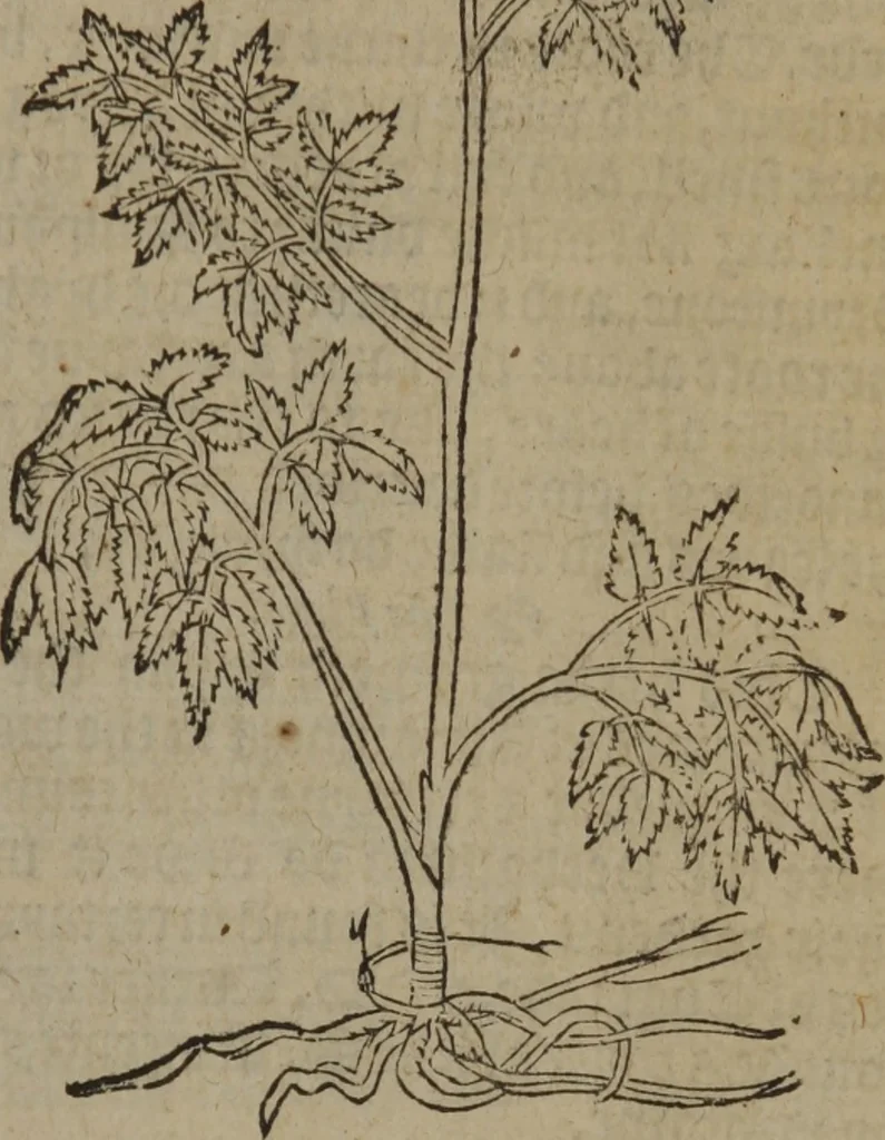 An illustration from A nievve herball, or Historie of plantes : wherein is contayned the whole discourse and perfect description of all sortes of herbes and plantes : their divers & sundry kindes ... and that not onely of those whiche are here growyng in this our countrie of Englande, but of all others also of forrayne realmes commonly used in physicke ; first set foorth in the Doutche or Almaigne tongue, 1578, leaf 324