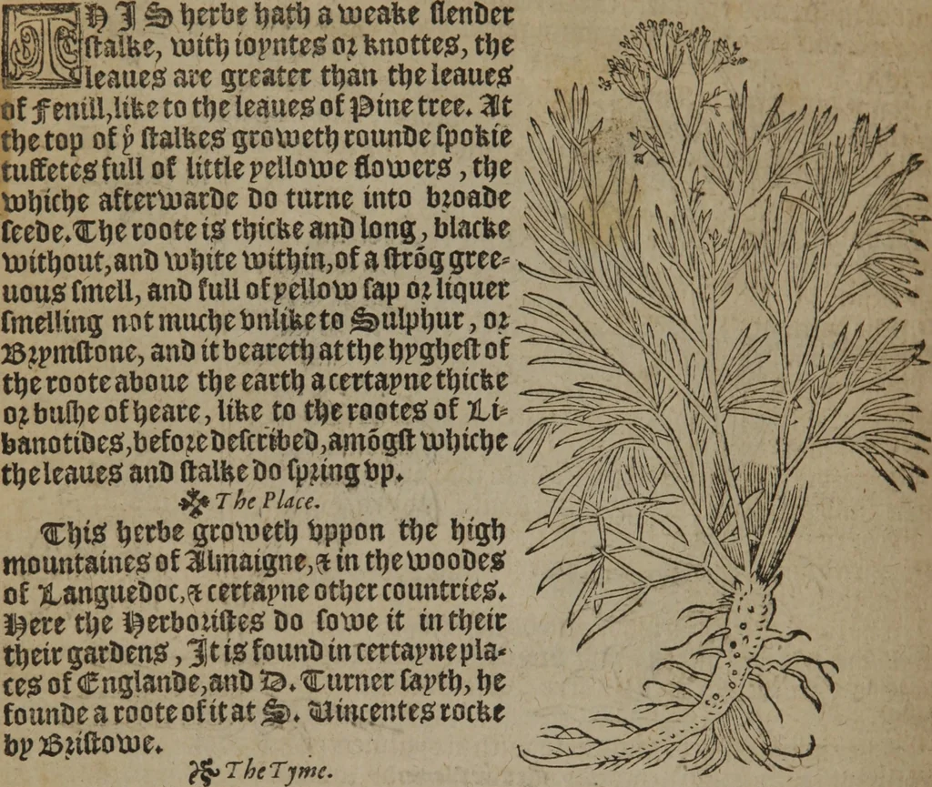 An illustration from A nievve herball, or Historie of plantes : wherein is contayned the whole discourse and perfect description of all sortes of herbes and plantes : their divers & sundry kindes ... and that not onely of those whiche are here growyng in this our countrie of Englande, but of all others also of forrayne realmes commonly used in physicke ; first set foorth in the Doutche or Almaigne tongue, 1578, leaf 325