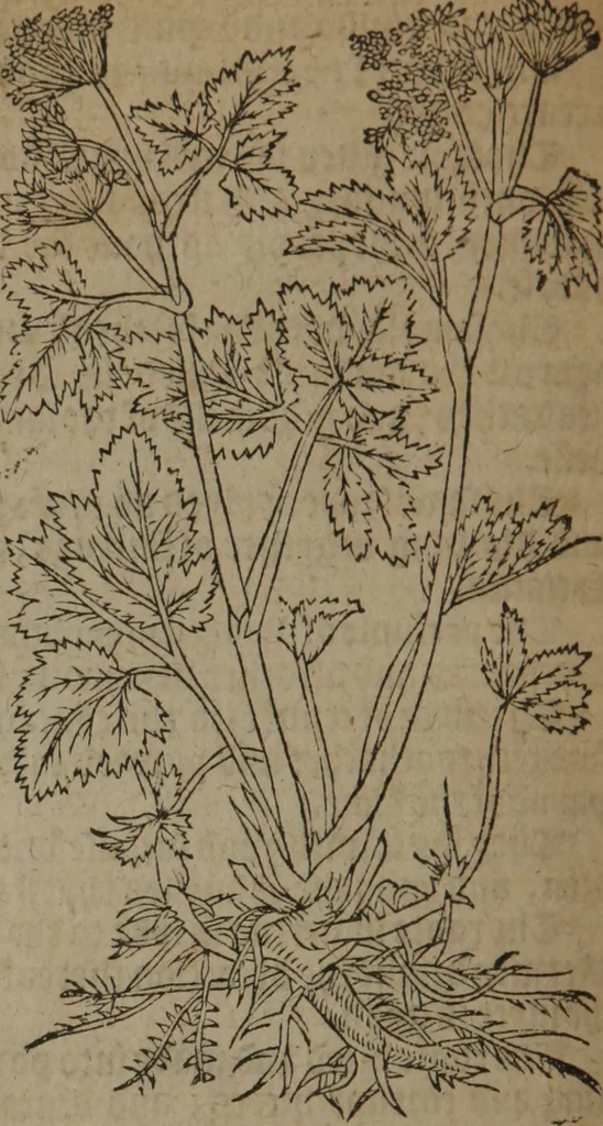 An illustration from A nievve herball, or Historie of plantes : wherein is contayned the whole discourse and perfect description of all sortes of herbes and plantes : their divers & sundry kindes ... and that not onely of those whiche are here growyng in this our countrie of Englande, but of all others also of forrayne realmes commonly used in physicke ; first set foorth in the Doutche or Almaigne tongue, 1578, leaf 327