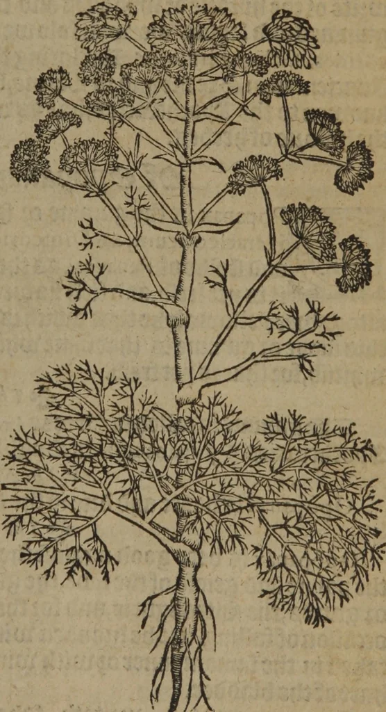An illustration from A nievve herball, or Historie of plantes : wherein is contayned the whole discourse and perfect description of all sortes of herbes and plantes : their divers & sundry kindes ... and that not onely of those whiche are here growyng in this our countrie of Englande, but of all others also of forrayne realmes commonly used in physicke ; first set foorth in the Doutche or Almaigne tongue, 1578, leaf 328