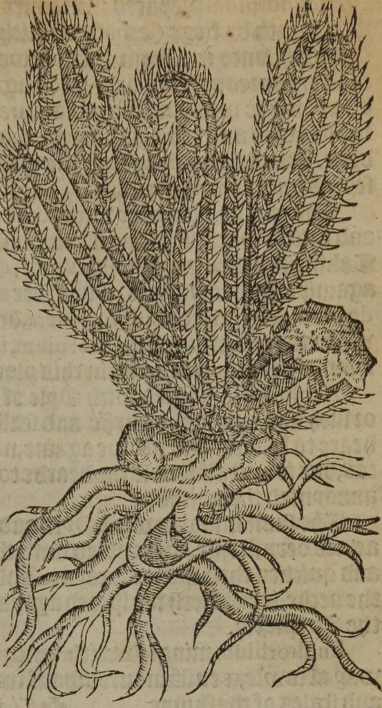 An illustration from A nievve herball, or Historie of plantes : wherein is contayned the whole discourse and perfect description of all sortes of herbes and plantes : their divers & sundry kindes ... and that not onely of those whiche are here growyng in this our countrie of Englande, but of all others also of forrayne realmes commonly used in physicke ; first set foorth in the Doutche or Almaigne tongue, 1578, leaf 336