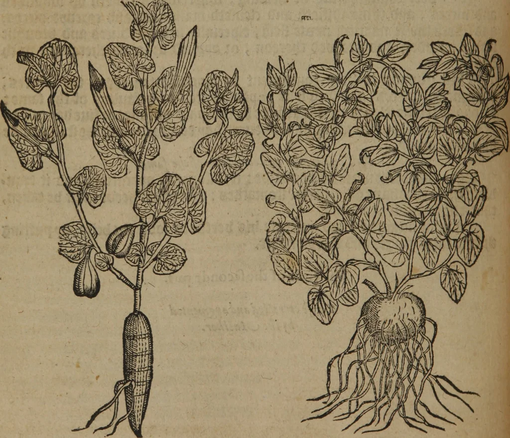 An illustration from A nievve herball, or Historie of plantes : wherein is contayned the whole discourse and perfect description of all sortes of herbes and plantes : their divers & sundry kindes ... and that not onely of those whiche are here growyng in this our countrie of Englande, but of all others also of forrayne realmes commonly used in physicke ; first set foorth in the Doutche or Almaigne tongue, 1578, leaf 339