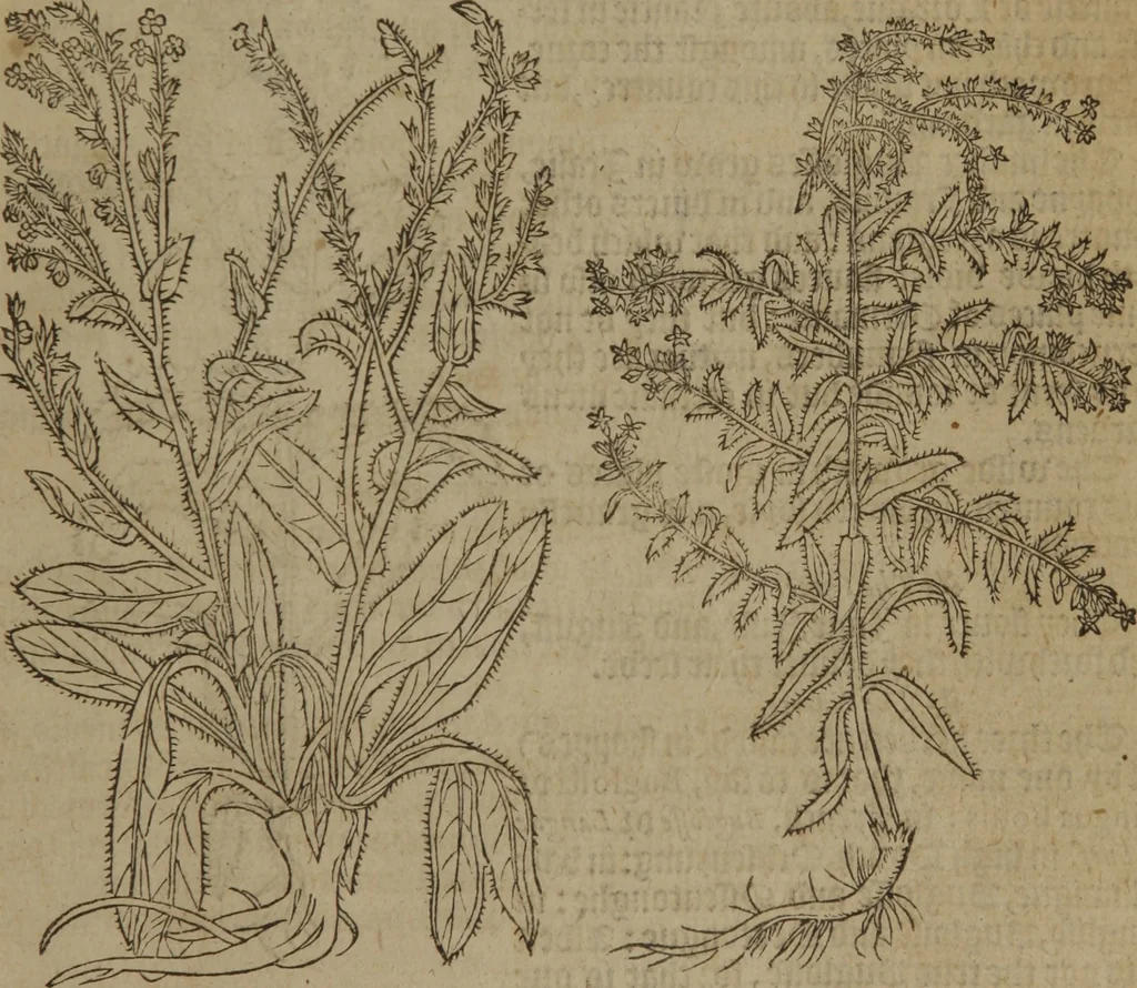 An illustration from A nievve herball, or Historie of plantes : wherein is contayned the whole discourse and perfect description of all sortes of herbes and plantes : their divers & sundry kindes ... and that not onely of those whiche are here growyng in this our countrie of Englande, but of all others also of forrayne realmes commonly used in physicke ; first set foorth in the Doutche or Almaigne tongue, 1578, leaf 34