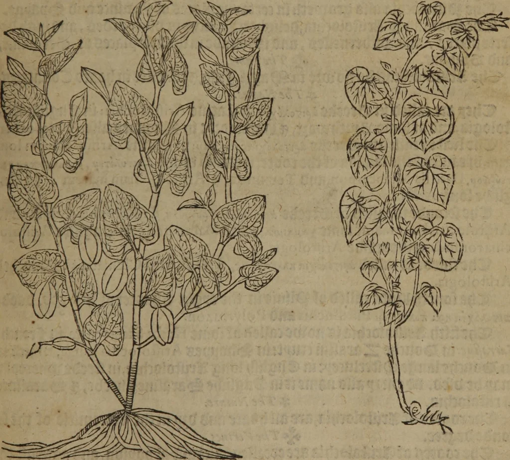 An illustration from A nievve herball, or Historie of plantes : wherein is contayned the whole discourse and perfect description of all sortes of herbes and plantes : their divers & sundry kindes ... and that not onely of those whiche are here growyng in this our countrie of Englande, but of all others also of forrayne realmes commonly used in physicke ; first set foorth in the Doutche or Almaigne tongue, 1578, leaf 340