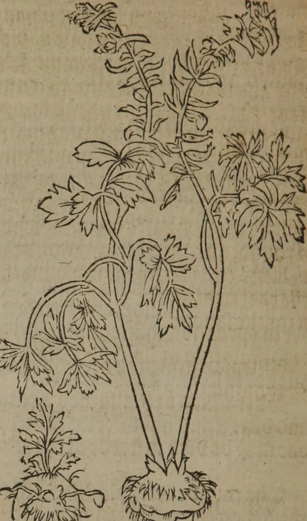An illustration from A nievve herball, or Historie of plantes : wherein is contayned the whole discourse and perfect description of all sortes of herbes and plantes : their divers & sundry kindes ... and that not onely of those whiche are here growyng in this our countrie of Englande, but of all others also of forrayne realmes commonly used in physicke ; first set foorth in the Doutche or Almaigne tongue, 1578, leaf 343