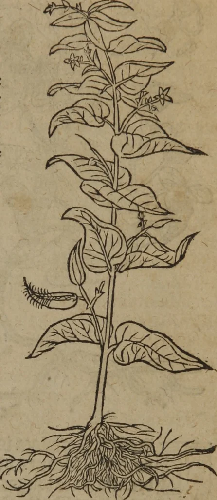 An illustration from A nievve herball, or Historie of plantes : wherein is contayned the whole discourse and perfect description of all sortes of herbes and plantes : their divers & sundry kindes ... and that not onely of those whiche are here growyng in this our countrie of Englande, but of all others also of forrayne realmes commonly used in physicke ; first set foorth in the Doutche or Almaigne tongue, 1578, leaf 344
