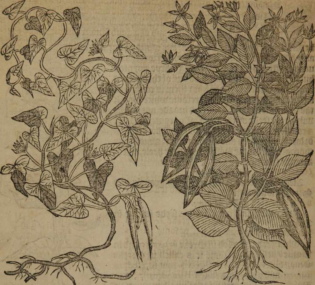 An illustration from A nievve herball, or Historie of plantes : wherein is contayned the whole discourse and perfect description of all sortes of herbes and plantes : their divers & sundry kindes ... and that not onely of those whiche are here growyng in this our countrie of Englande, but of all others also of forrayne realmes commonly used in physicke ; first set foorth in the Doutche or Almaigne tongue, 1578, leaf 345