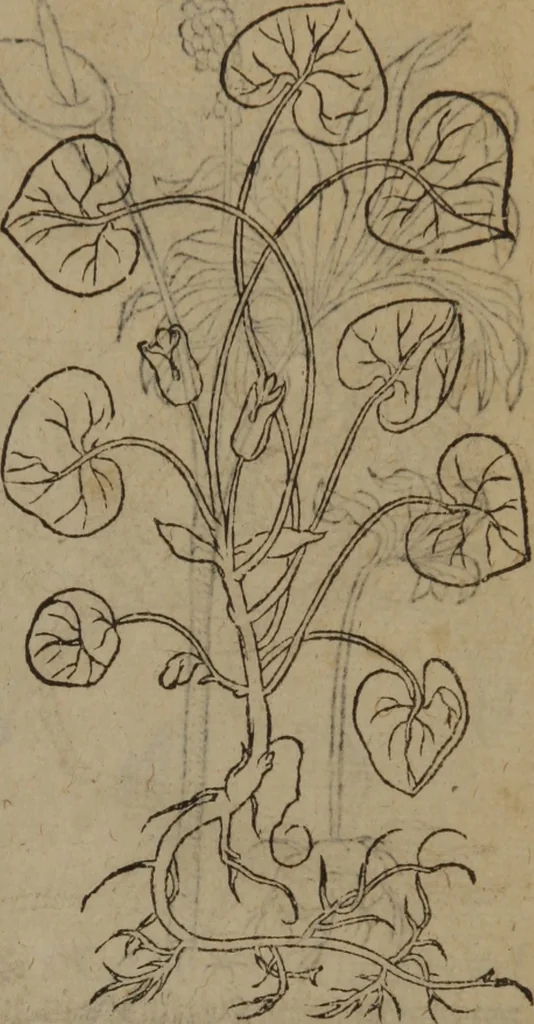 An illustration from A nievve herball, or Historie of plantes : wherein is contayned the whole discourse and perfect description of all sortes of herbes and plantes : their divers & sundry kindes ... and that not onely of those whiche are here growyng in this our countrie of Englande, but of all others also of forrayne realmes commonly used in physicke ; first set foorth in the Doutche or Almaigne tongue, 1578, leaf 346