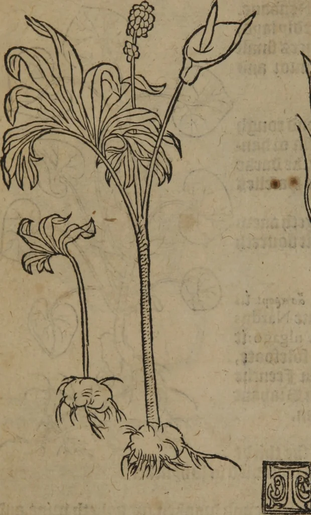 An illustration from A nievve herball, or Historie of plantes : wherein is contayned the whole discourse and perfect description of all sortes of herbes and plantes : their divers & sundry kindes ... and that not onely of those whiche are here growyng in this our countrie of Englande, but of all others also of forrayne realmes commonly used in physicke ; first set foorth in the Doutche or Almaigne tongue, 1578, leaf 347