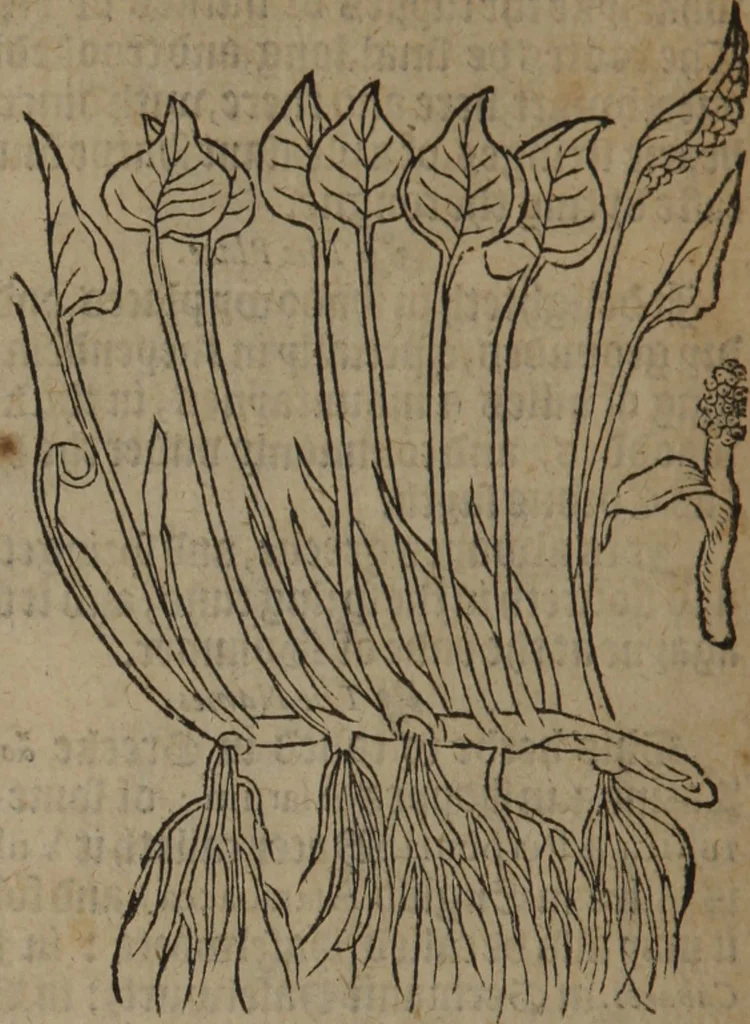 An illustration from A nievve herball, or Historie of plantes : wherein is contayned the whole discourse and perfect description of all sortes of herbes and plantes : their divers & sundry kindes ... and that not onely of those whiche are here growyng in this our countrie of Englande, but of all others also of forrayne realmes commonly used in physicke ; first set foorth in the Doutche or Almaigne tongue, 1578, leaf 347