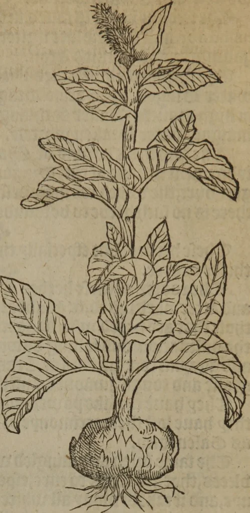 An illustration from A nievve herball, or Historie of plantes : wherein is contayned the whole discourse and perfect description of all sortes of herbes and plantes : their divers & sundry kindes ... and that not onely of those whiche are here growyng in this our countrie of Englande, but of all others also of forrayne realmes commonly used in physicke ; first set foorth in the Doutche or Almaigne tongue, 1578, leaf 348