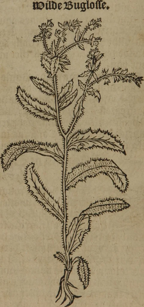 An illustration from A nievve herball, or Historie of plantes : wherein is contayned the whole discourse and perfect description of all sortes of herbes and plantes : their divers & sundry kindes ... and that not onely of those whiche are here growyng in this our countrie of Englande, but of all others also of forrayne realmes commonly used in physicke ; first set foorth in the Doutche or Almaigne tongue, 1578, leaf 35