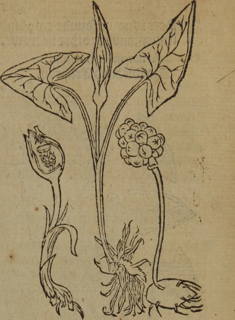 An illustration from A nievve herball, or Historie of plantes : wherein is contayned the whole discourse and perfect description of all sortes of herbes and plantes : their divers & sundry kindes ... and that not onely of those whiche are here growyng in this our countrie of Englande, but of all others also of forrayne realmes commonly used in physicke ; first set foorth in the Doutche or Almaigne tongue, 1578, leaf 350