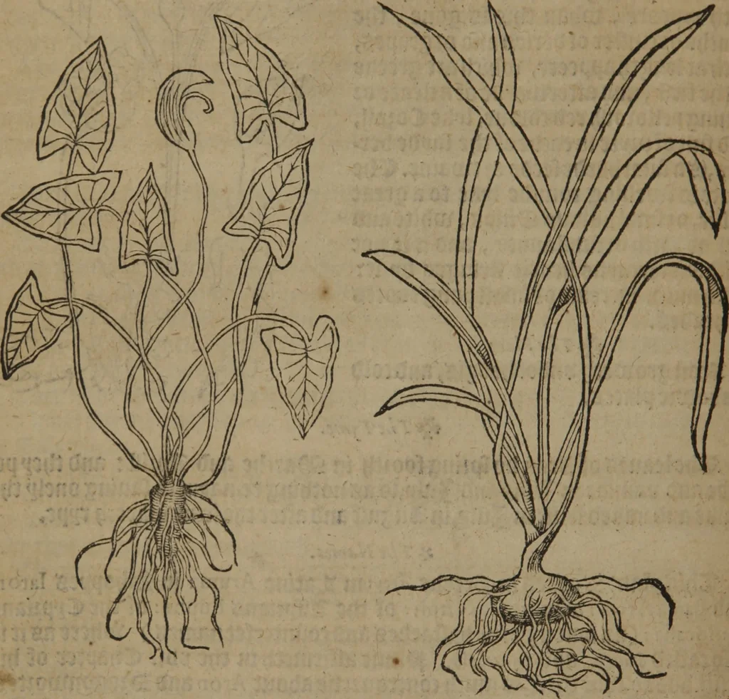 An illustration from A nievve herball, or Historie of plantes : wherein is contayned the whole discourse and perfect description of all sortes of herbes and plantes : their divers & sundry kindes ... and that not onely of those whiche are here growyng in this our countrie of Englande, but of all others also of forrayne realmes commonly used in physicke ; first set foorth in the Doutche or Almaigne tongue, 1578, leaf 351