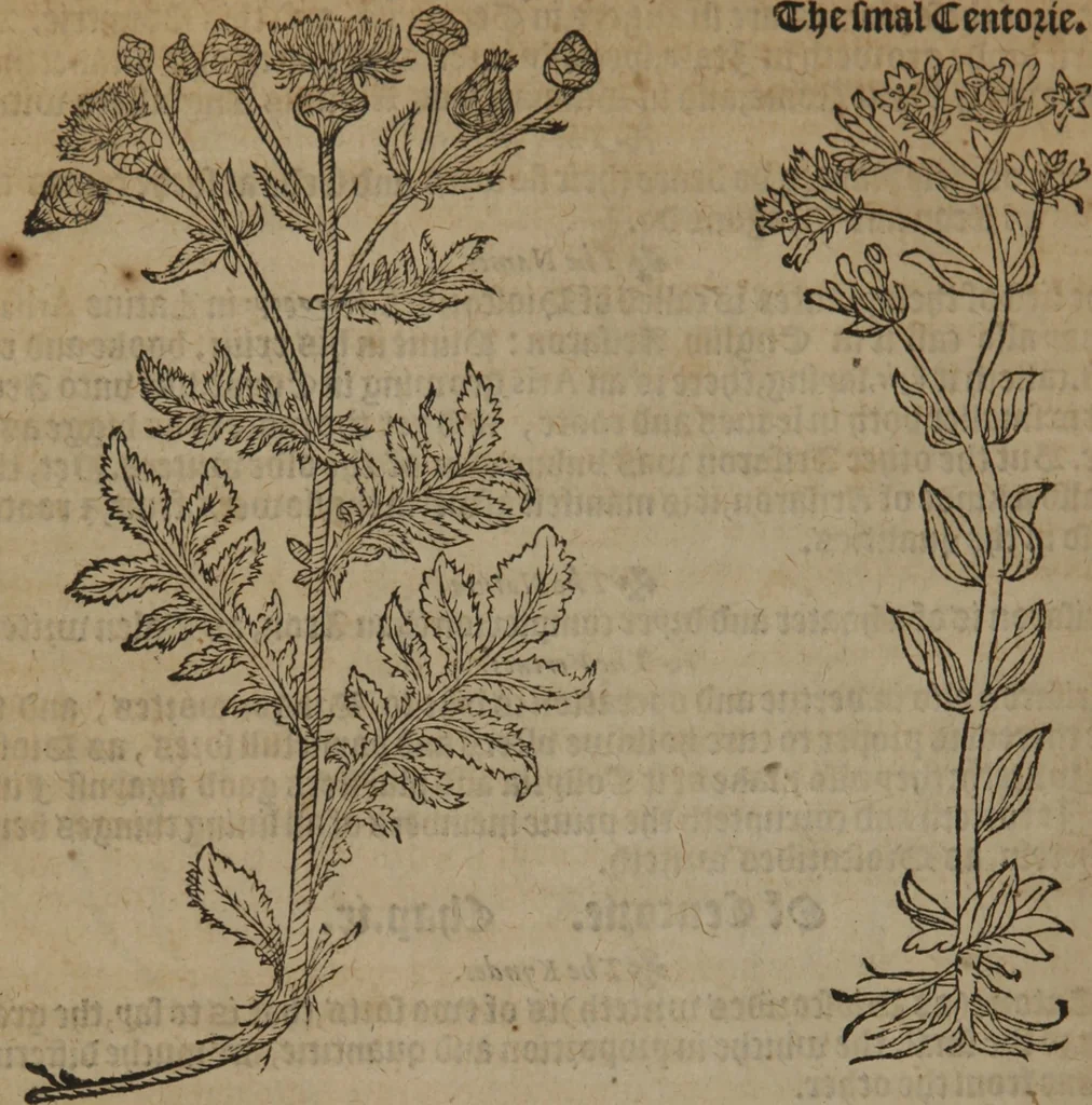 An illustration from A nievve herball, or Historie of plantes : wherein is contayned the whole discourse and perfect description of all sortes of herbes and plantes : their divers & sundry kindes ... and that not onely of those whiche are here growyng in this our countrie of Englande, but of all others also of forrayne realmes commonly used in physicke ; first set foorth in the Doutche or Almaigne tongue, 1578, leaf 353