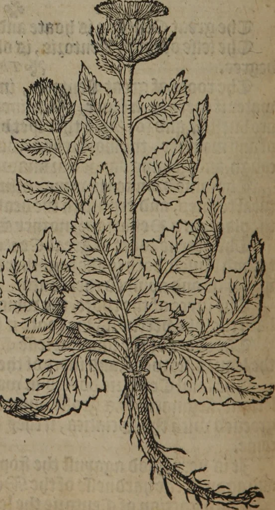 An illustration from A nievve herball, or Historie of plantes : wherein is contayned the whole discourse and perfect description of all sortes of herbes and plantes : their divers & sundry kindes ... and that not onely of those whiche are here growyng in this our countrie of Englande, but of all others also of forrayne realmes commonly used in physicke ; first set foorth in the Doutche or Almaigne tongue, 1578, leaf 355