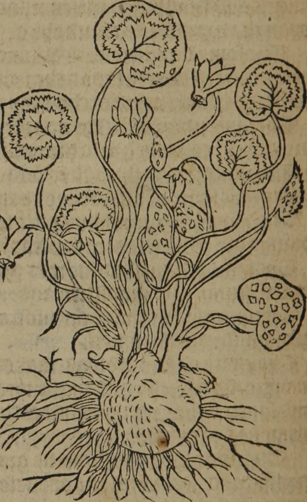 An illustration from A nievve herball, or Historie of plantes : wherein is contayned the whole discourse and perfect description of all sortes of herbes and plantes : their divers & sundry kindes ... and that not onely of those whiche are here growyng in this our countrie of Englande, but of all others also of forrayne realmes commonly used in physicke ; first set foorth in the Doutche or Almaigne tongue, 1578, leaf 357