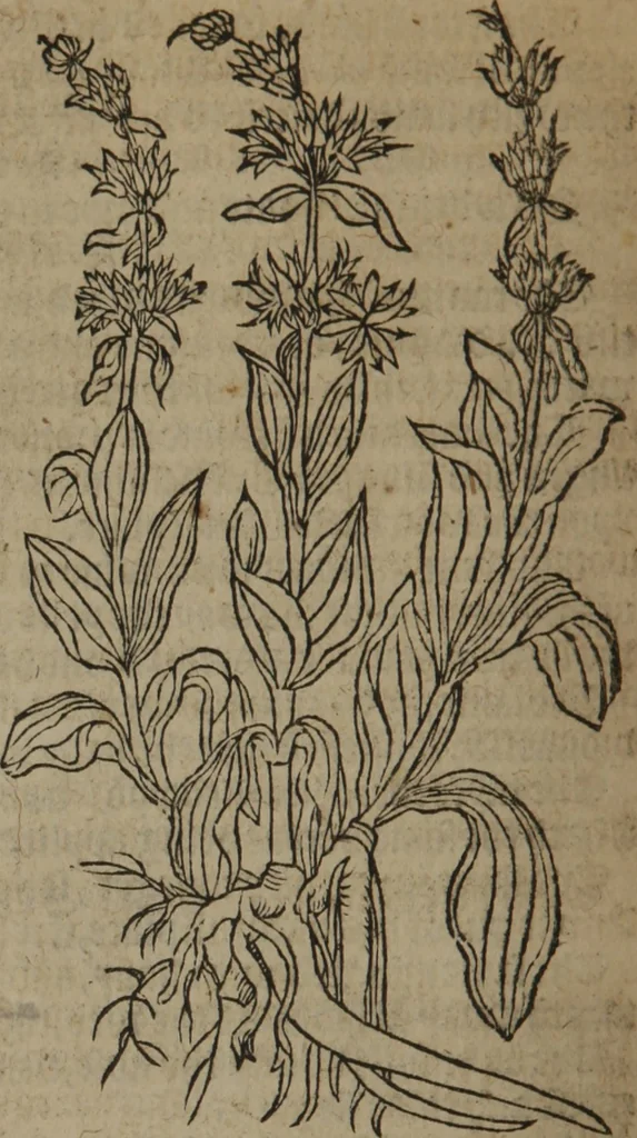 An illustration from A nievve herball, or Historie of plantes : wherein is contayned the whole discourse and perfect description of all sortes of herbes and plantes : their divers & sundry kindes ... and that not onely of those whiche are here growyng in this our countrie of Englande, but of all others also of forrayne realmes commonly used in physicke ; first set foorth in the Doutche or Almaigne tongue, 1578, leaf 359