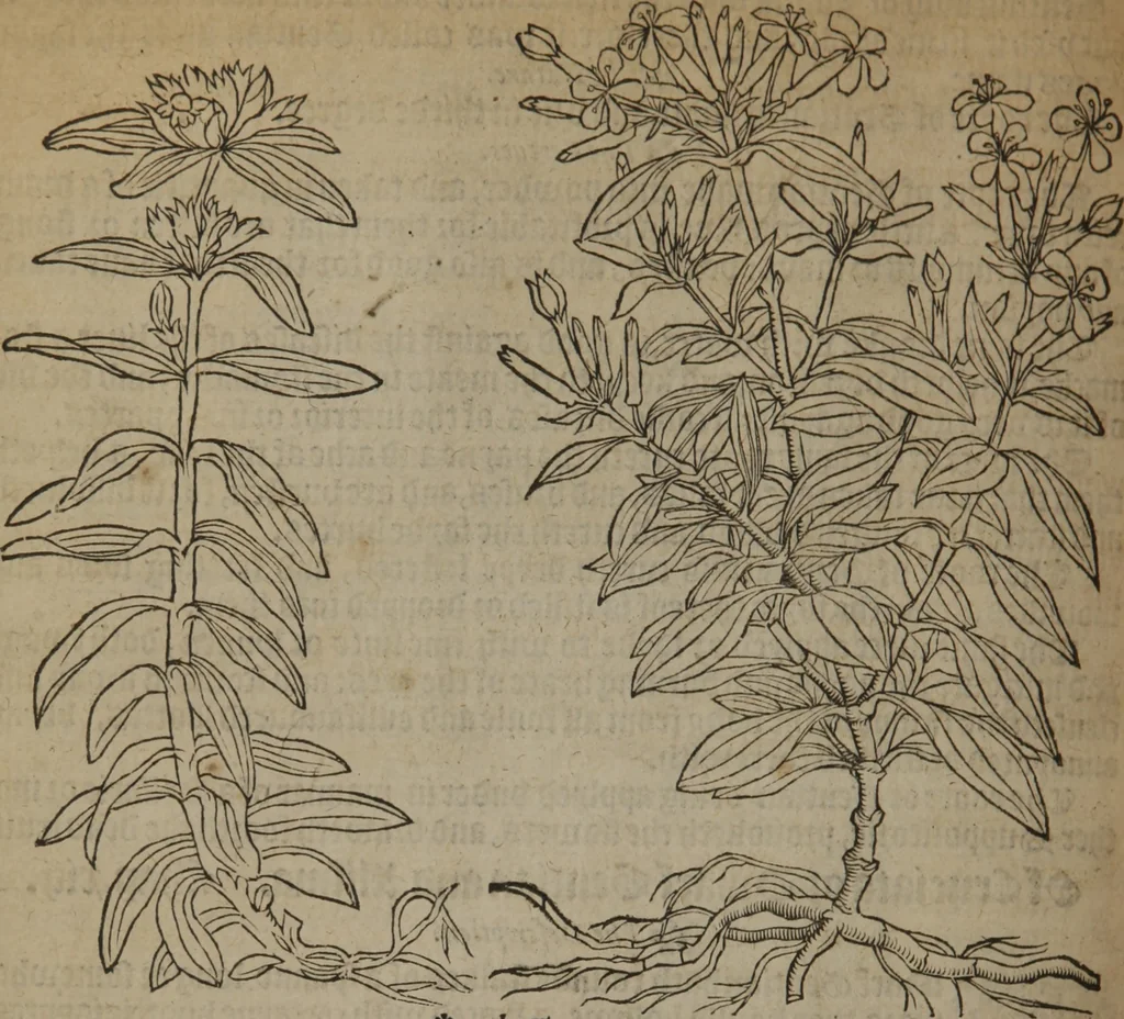 An illustration from A nievve herball, or Historie of plantes : wherein is contayned the whole discourse and perfect description of all sortes of herbes and plantes : their divers & sundry kindes ... and that not onely of those whiche are here growyng in this our countrie of Englande, but of all others also of forrayne realmes commonly used in physicke ; first set foorth in the Doutche or Almaigne tongue, 1578, leaf 361