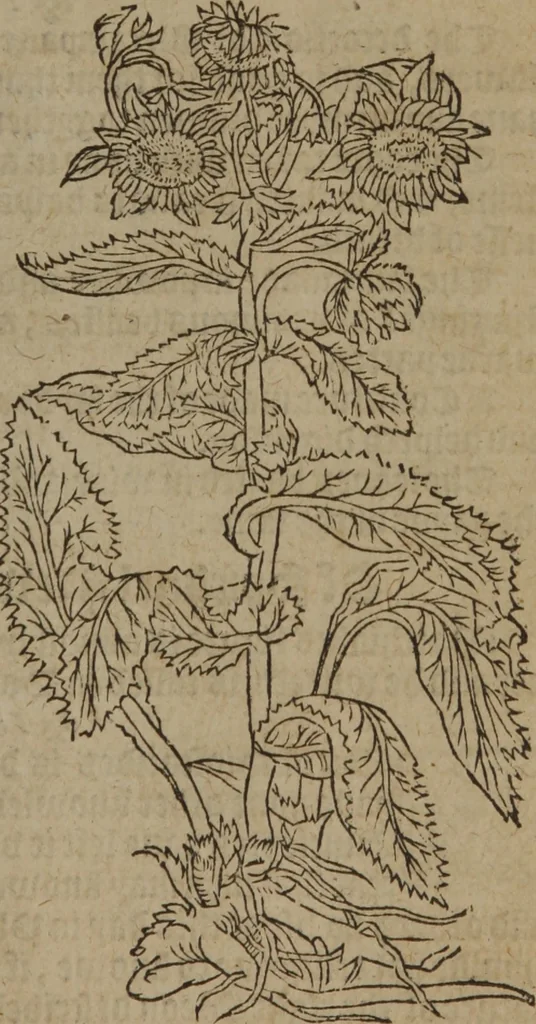 An illustration from A nievve herball, or Historie of plantes : wherein is contayned the whole discourse and perfect description of all sortes of herbes and plantes : their divers & sundry kindes ... and that not onely of those whiche are here growyng in this our countrie of Englande, but of all others also of forrayne realmes commonly used in physicke ; first set foorth in the Doutche or Almaigne tongue, 1578, leaf 362