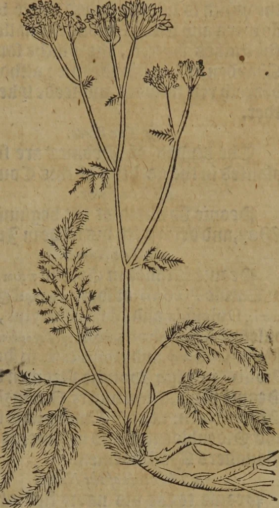 An illustration from A nievve herball, or Historie of plantes : wherein is contayned the whole discourse and perfect description of all sortes of herbes and plantes : their divers & sundry kindes ... and that not onely of those whiche are here growyng in this our countrie of Englande, but of all others also of forrayne realmes commonly used in physicke ; first set foorth in the Doutche or Almaigne tongue, 1578, leaf 364
